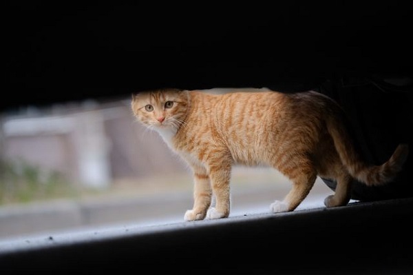 �ٶ�����؈���o(h��)�������˹�����AI��(l��i)�Д༲��