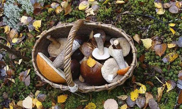 �O�����x�W��OӋ